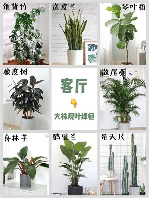 室內闊葉植物|室內植栽指南：7 款必收觀葉植物，打造綠意盎然居家